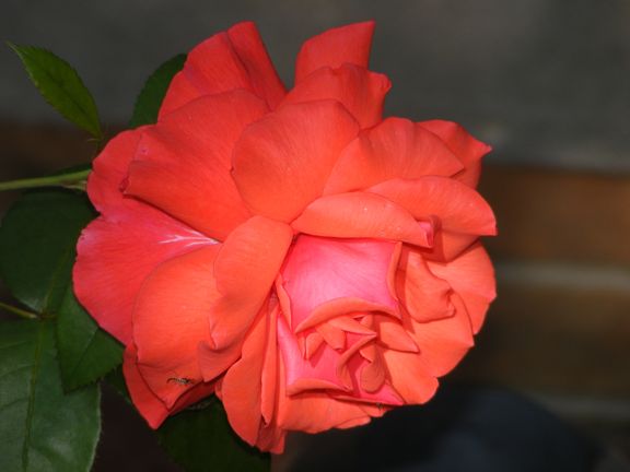 Fragrant Cloud
